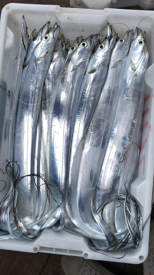 东海本地小眼钓带上岸一秒 
早上出去钓鱼晚上回港江 商品图2