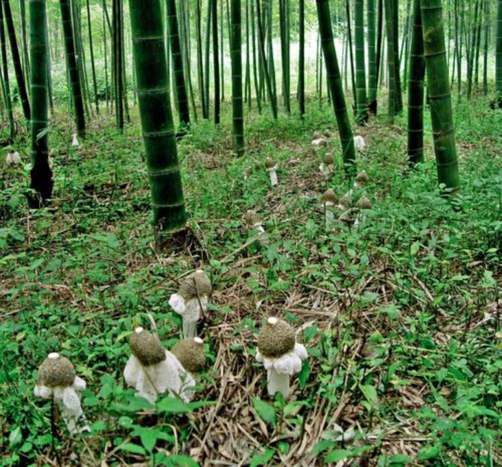 生长在竹林的珍贵的食用菌——竹荪