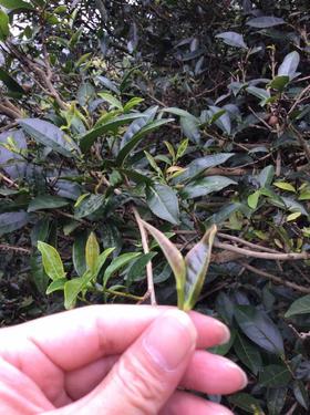 第五节课：何为茶气？