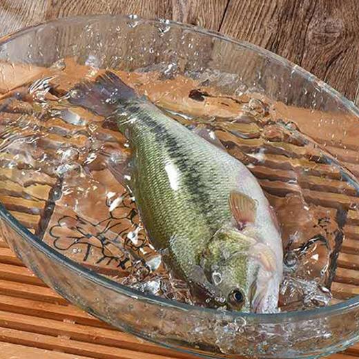 【清鱼斋】冰鲜鲈鱼 杀后450g±40g 商品图0