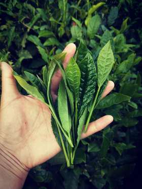 第二节课：茶叶气息。