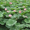 【十斤藕 半斤粉】江西 • 广昌纯藕粉 白莲之乡 无添加手削藕粉 入口香滑 滋养清肺 原汁原味 健康选择 商品缩略图3