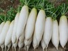 上庄店 白萝卜500g 商品缩略图1