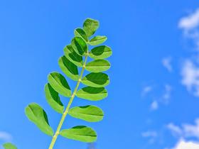 Ding~ 清晨养生小知识