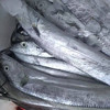 【雷达网油带鱼】舟山小眼睛带鱼 深海捕捞 零下60度的急冻 6-8两/条大带鱼 商品缩略图2