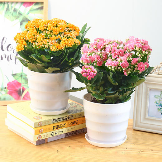 长寿花带花苞重瓣盆栽 商品图0