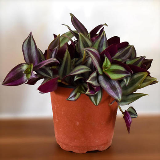 紫叶吊竹梅吊兰绿植盆栽 商品图1