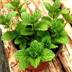 薄荷盆栽