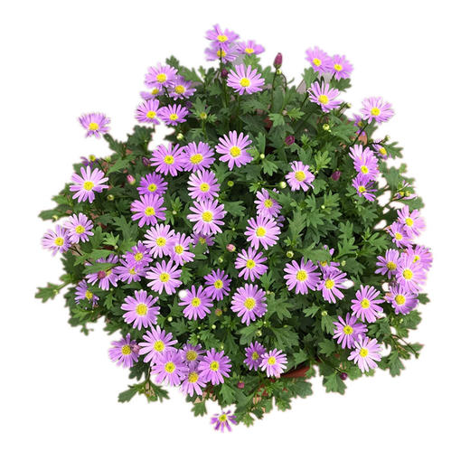 姬小菊盆栽 商品图0