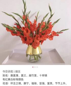 红色剑兰10枝一扎