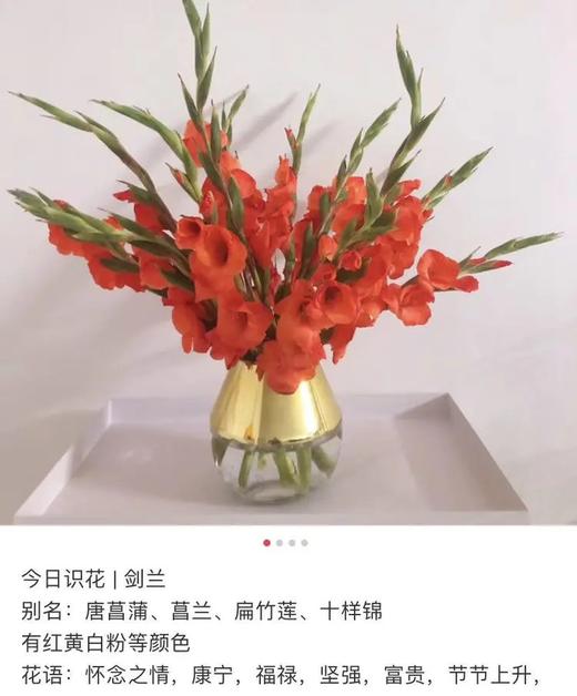 红色剑兰10枝一扎 商品图0