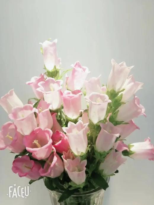 粉色风铃花10枝一扎 商品图0