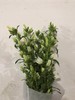 白色风铃花10枝一扎 商品缩略图2