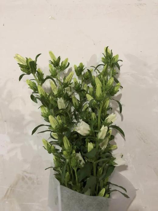 白色风铃花10枝一扎 商品图2