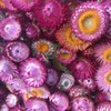 混搭麦秆菊10枝一扎 商品缩略图5