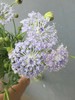 浅紫色翠珠8-10枝一扎 商品缩略图0