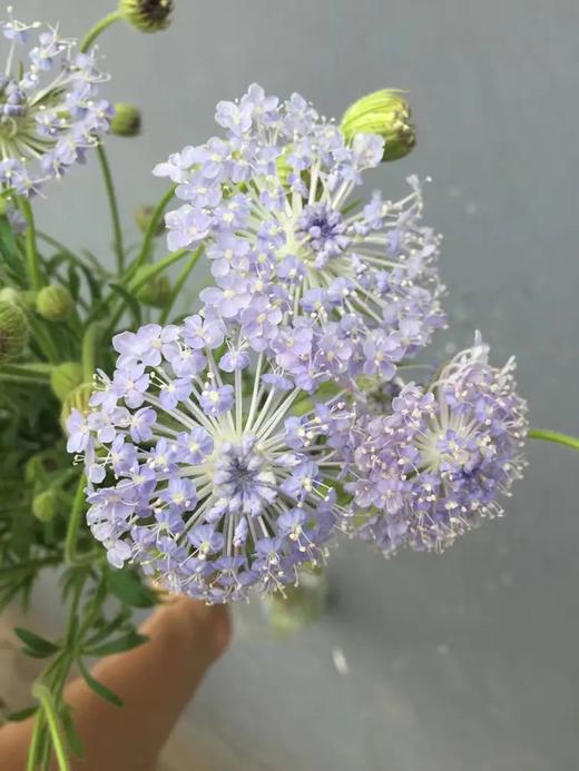 浅紫色翠珠8-10枝一扎 商品图0