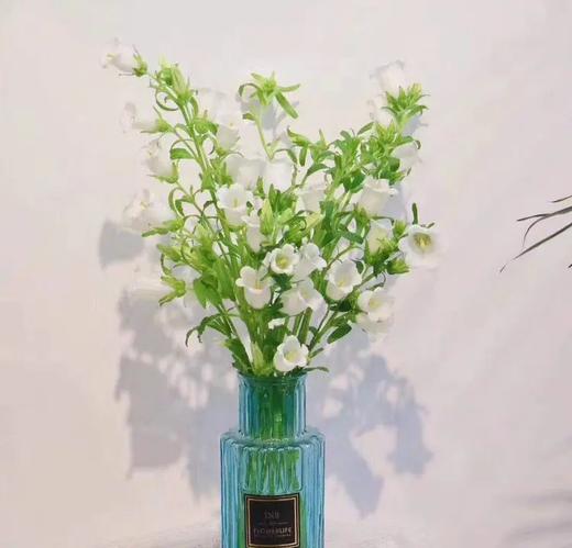 白色风铃花10枝一扎 商品图1