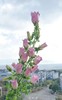 粉色风铃花10枝一扎 商品缩略图2