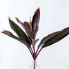 红色朱蕉5枝一扎 商品缩略图0