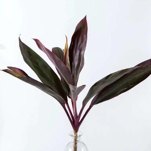 红色朱蕉5枝一扎 商品图0