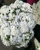 白色石竹梅20枝一扎 商品缩略图0