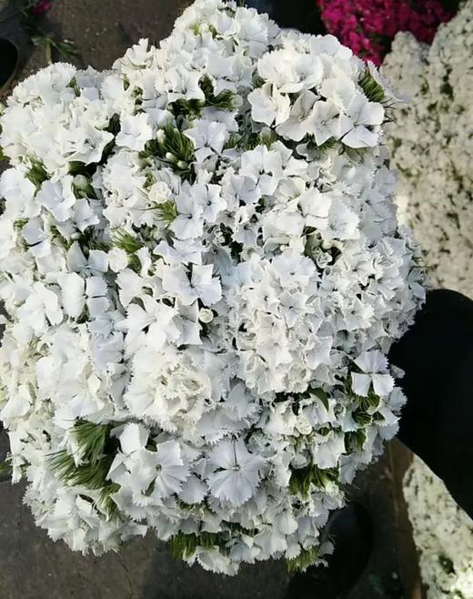 白色石竹梅20枝一扎 商品图0