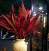红色朱蕉5枝一扎 商品缩略图2