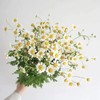 洋甘菊5-8枝一扎 商品缩略图0
