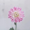 粉色大丽花10枝一扎 商品缩略图0
