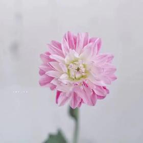 粉色大丽花10枝一扎