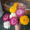 黄色麦秆菊10枝一扎 商品缩略图3