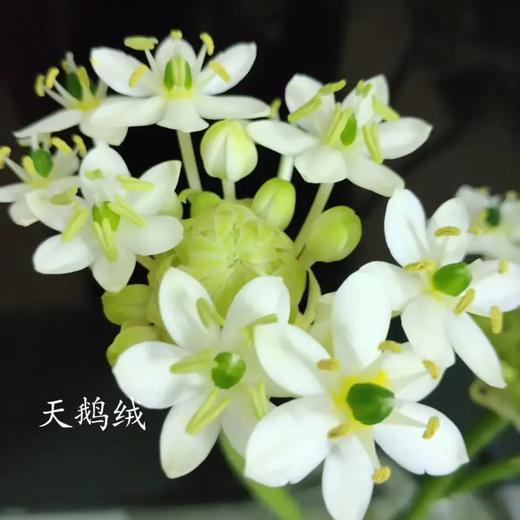 天鹅绒10枝一扎 商品图4