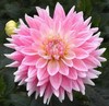 粉色大丽花10枝一扎 商品缩略图5