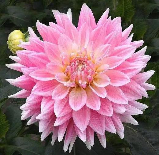 粉色大丽花10枝一扎 商品图5