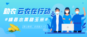  求助！横县青桐村水果甜玉米销售困难，24户贫困户急需帮助！ 