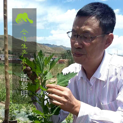 有机藜麦 | 合作生产 *Organic quinoa membranaceus | Coproduction 商品图3