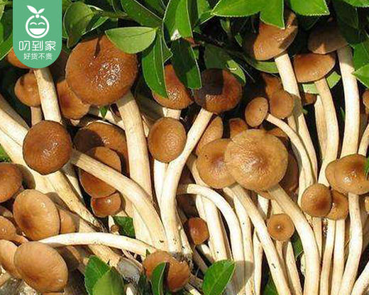 古田新鲜茶树菇/1包（400g） 商品图1