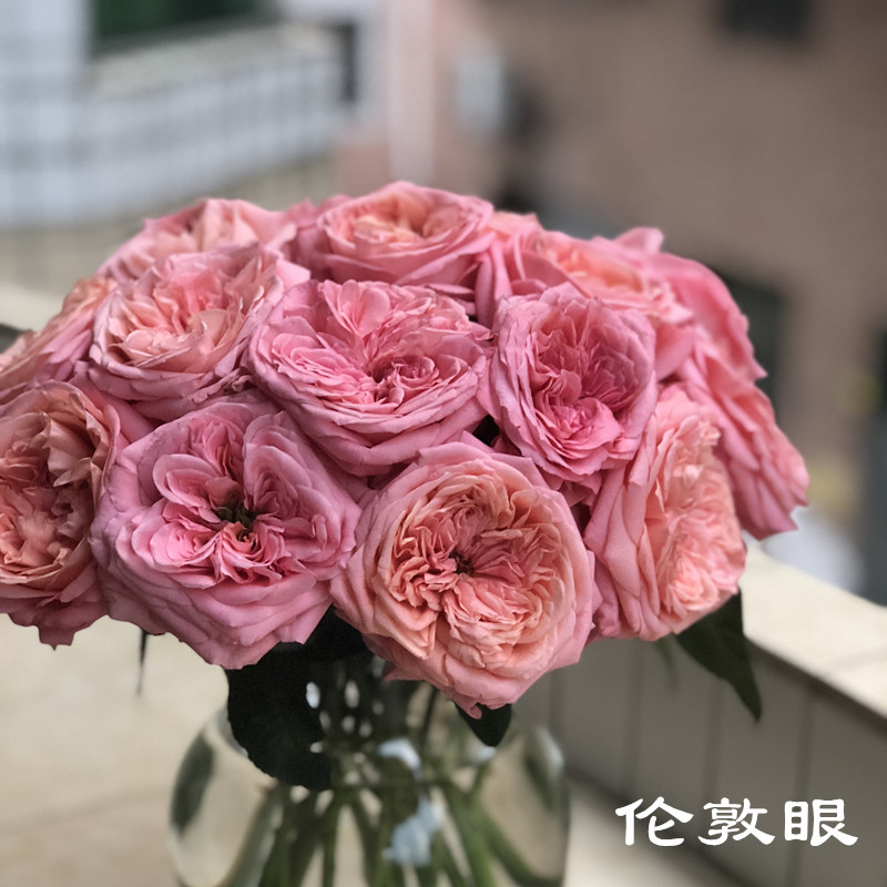 新品速递|伦敦眼玫瑰花