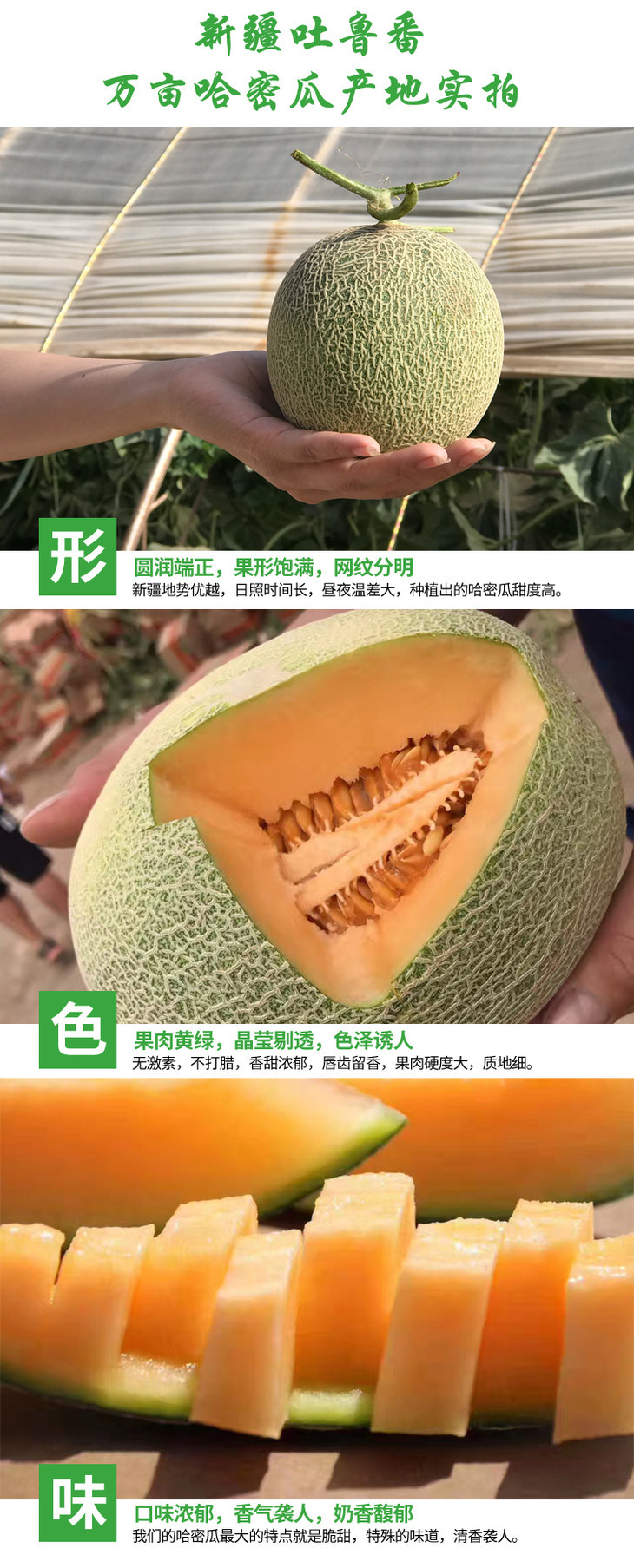 火焰山西州蜜25号 新疆哈密瓜 尝鲜上市 口味正宗 甘甜爽口 新鲜采摘