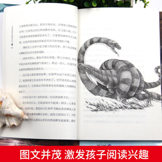 沈石溪动物小说 8册-带孩子进去奇妙的动物世界 学校指定阅读 商品图4