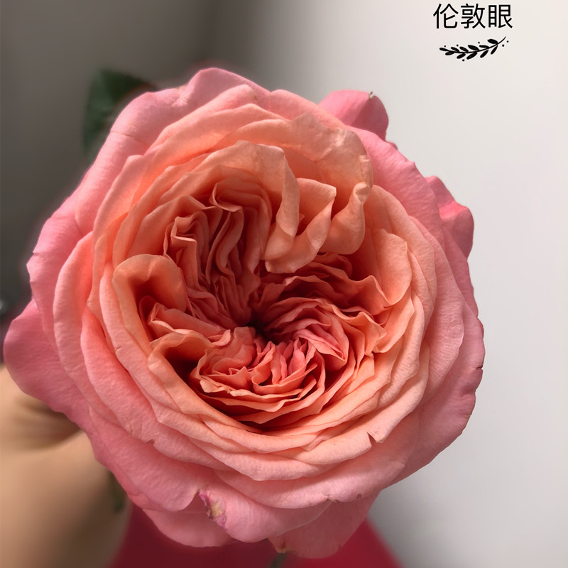 新品速递|伦敦眼玫瑰花