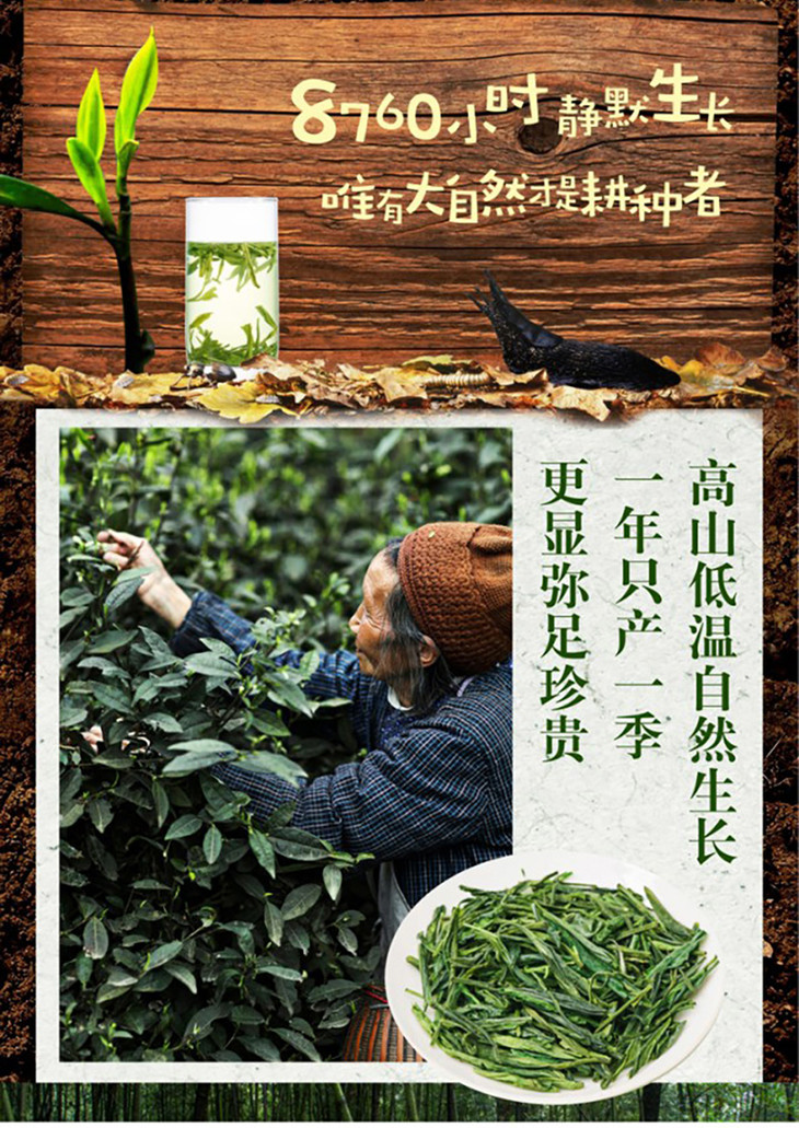 峨眉山有机茶2020新茶 茶王宽心礼盒装 四川茶叶春茶特级高山绿茶