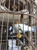 镂空竹雕鸟食虫夹， 顺丰包邮 商品缩略图1