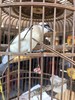 镂空竹雕鸟食虫夹， 顺丰包邮 商品缩略图12