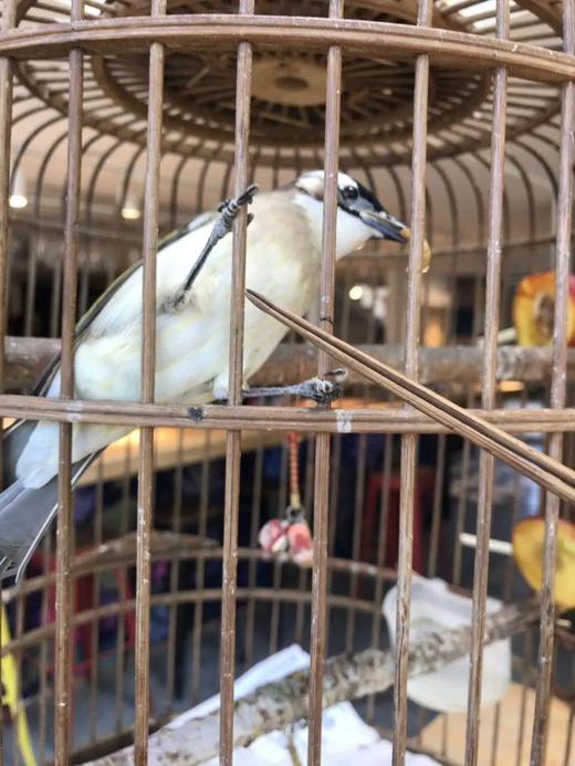 镂空竹雕鸟食虫夹， 顺丰包邮 商品图12