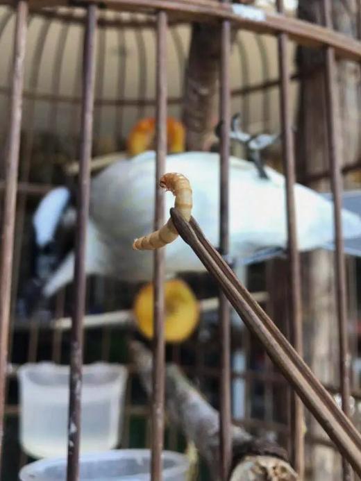 镂空竹雕鸟食虫夹， 顺丰包邮 商品图13