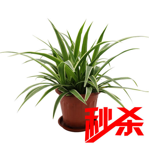 金边吊兰 商品图0