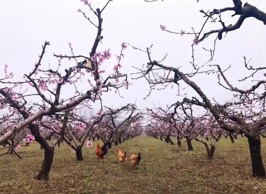 【奶奶推荐】后湖桃花土鸡蛋60枚装，桃林散养，每天现收 商品图1