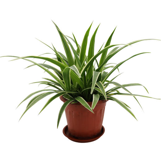 金边吊兰 商品图1